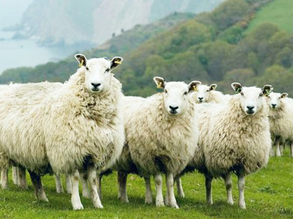 新西兰羊毛